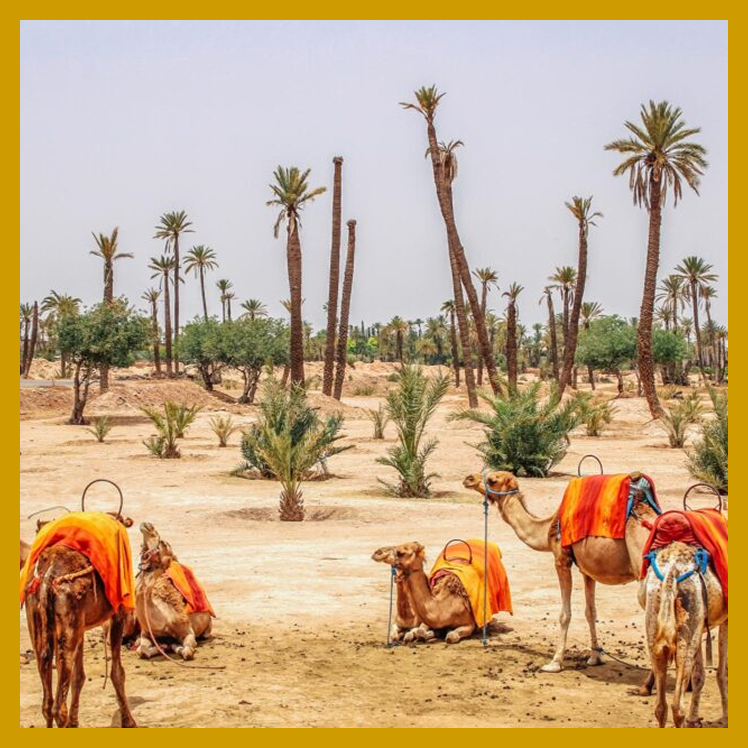 Quad Buggy Camel Ride Marrakech